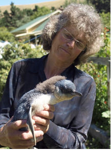 Shireen examine a penguin chick